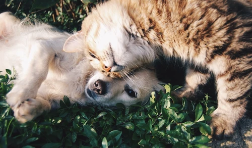 Family with dog considering pet insurance options in Bakersfield
